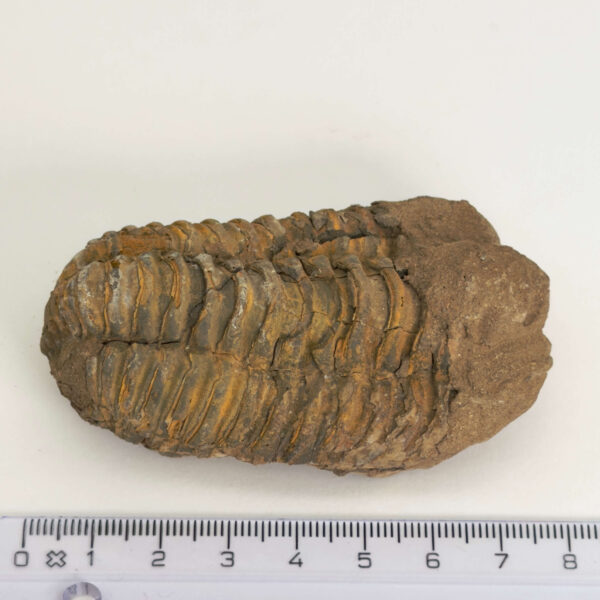 Trilobit Fossil med tydelige segmenter og naturlig stenstruktur