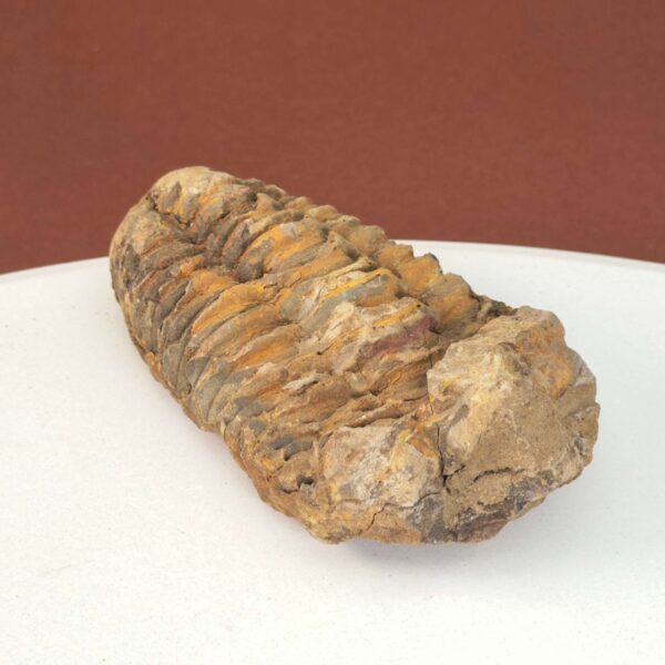 Trilobit Fossil i rå sten med karakteristisk fossilform