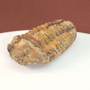 Trilobit Fossil i rå sten med karakteristisk fossilform
