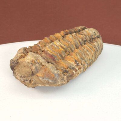 Trilobit Fossil i rå sten med karakteristisk fossilform