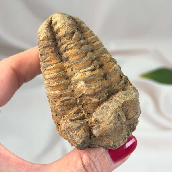 Trilobit Fossil i rå sten med karakteristisk fossilform