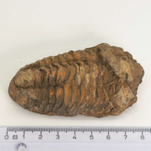 Trilobit Fossil i rå sten med karakteristisk fossilform
