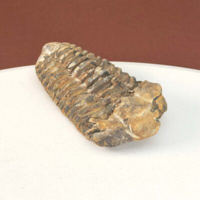 Trilobit Fossil med detaljeret mønster og naturlige variationer