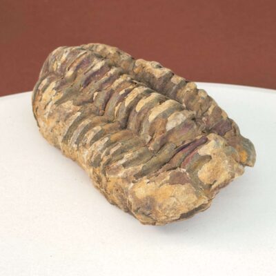 Trilobit Fossil i sten med tydelig struktur og segmenter