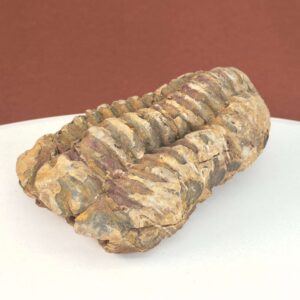 Trilobit Fossil i sten med tydelig struktur og segmenter