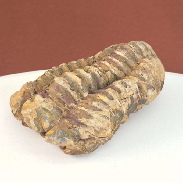 Trilobit Fossil i sten med tydelig struktur og segmenter