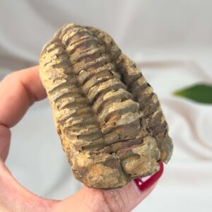 Trilobit Fossil i sten med tydelig struktur og segmenter
