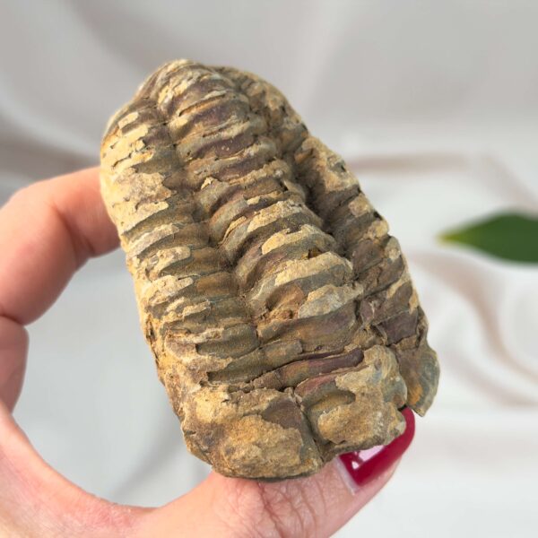 Trilobit Fossil i sten med tydelig struktur og segmenter