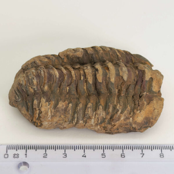 Trilobit Fossil i sten med tydelig struktur og segmenter