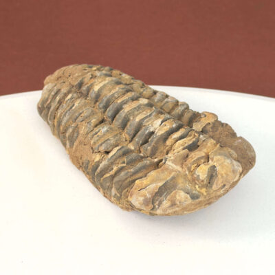 Trilobit Fossil med naturlig overflade og historisk udtryk