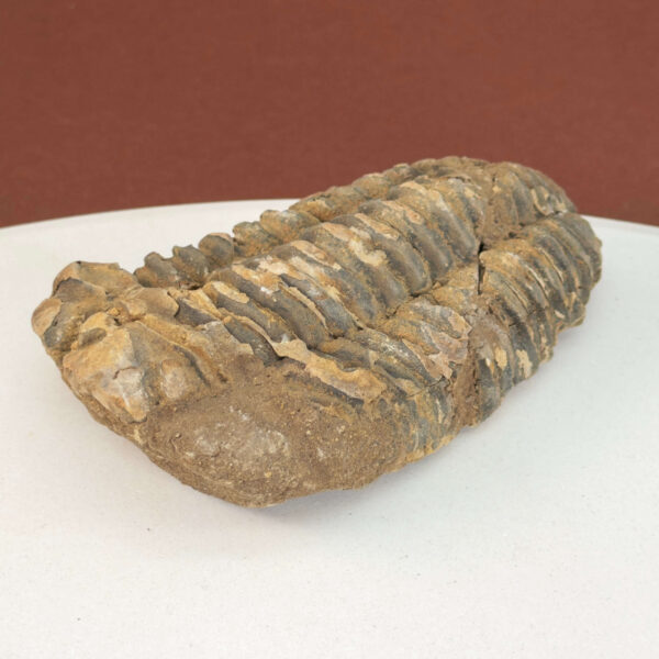 Trilobit Fossil med naturlig overflade og historisk udtryk