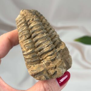 Trilobit Fossil med naturlig overflade og historisk udtryk