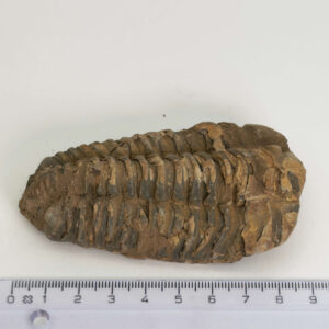 Trilobit Fossil med naturlig overflade og historisk udtryk