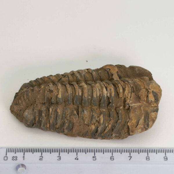 Trilobit Fossil med naturlig overflade og historisk udtryk
