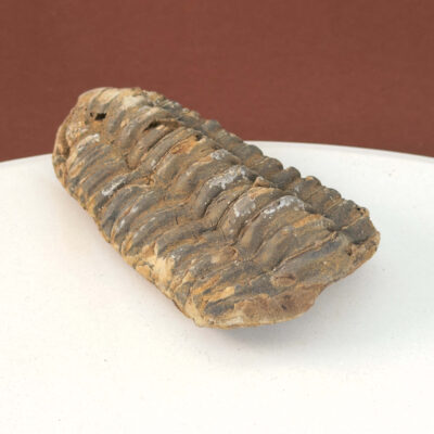 Trilobit Fossil med tydelig struktur og naturlig stenoverflade