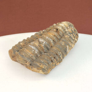 Trilobit Fossil med tydelig struktur og naturlig stenoverflade