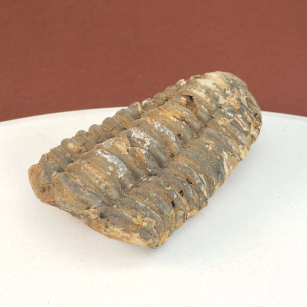 Trilobit Fossil med tydelig struktur og naturlig stenoverflade