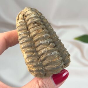 Trilobit Fossil med tydelig struktur og naturlig stenoverflade