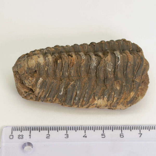 Trilobit Fossil med tydelig struktur og naturlig stenoverflade