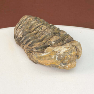 Trilobit Fossil i sten med karakteristisk segmenteret form