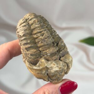 Trilobit Fossil i sten med karakteristisk segmenteret form