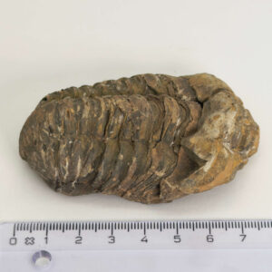 Trilobit Fossil i sten med karakteristisk segmenteret form