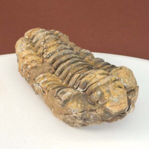 Trilobit Fossil med segmenteret struktur i naturlig sten