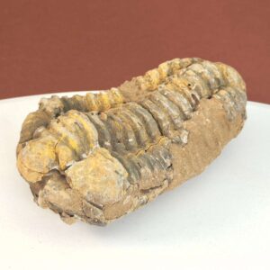 Trilobit Fossil med segmenteret struktur i naturlig sten