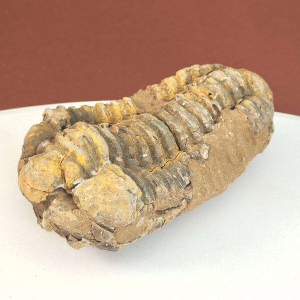 Trilobit Fossil med segmenteret struktur i naturlig sten