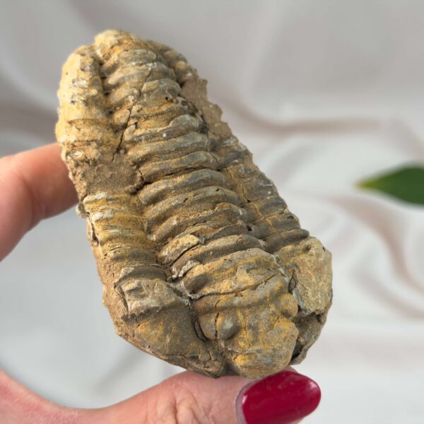 Trilobit Fossil med segmenteret struktur i naturlig sten