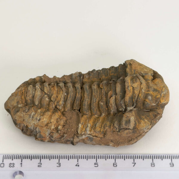 Trilobit Fossil med segmenteret struktur i naturlig sten
