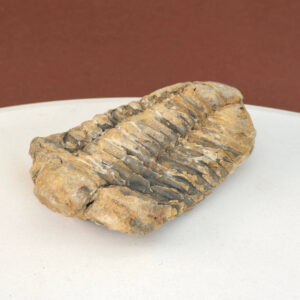 Trilobit Fossil i rå sten med tydelig fossilform