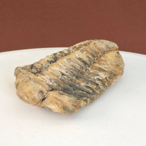Trilobit Fossil i rå sten med tydelig fossilform