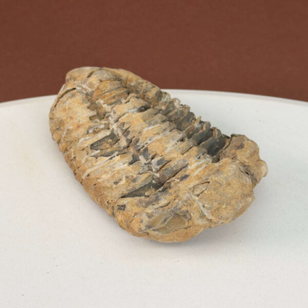 Trilobit Fossil i rå sten med tydelig fossilform