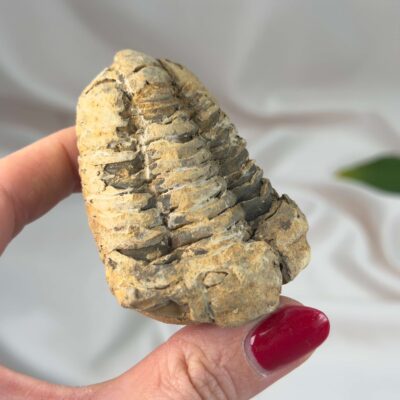 Trilobit Fossil i rå sten med tydelig fossilform