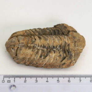 Trilobit Fossil i rå sten med tydelig fossilform