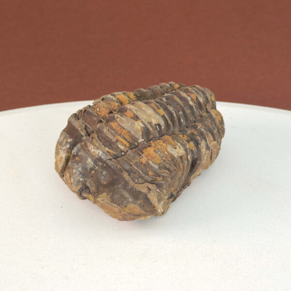 Trilobit Fossil med detaljeret mønster og naturlige variationer