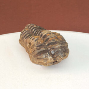 Trilobit Fossil med detaljeret mønster og naturlige variationer