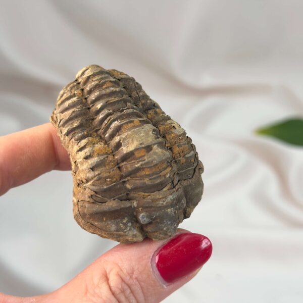 Trilobit Fossil med detaljeret mønster og naturlige variationer