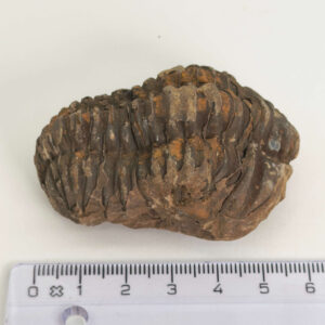 Trilobit Fossil med detaljeret mønster og naturlige variationer