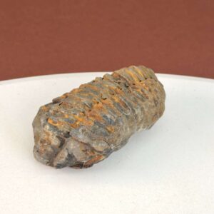 Trilobit Fossil med karakteristisk form og rå overflade