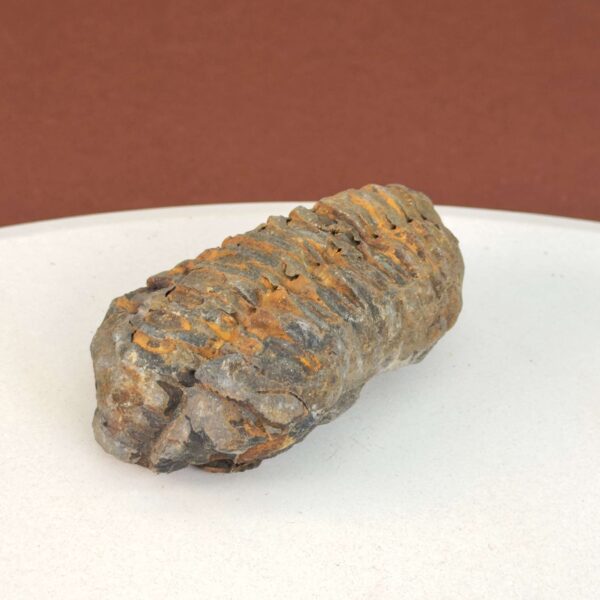 Trilobit Fossil med karakteristisk form og rå overflade