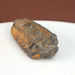Trilobit Fossil med karakteristisk form og rå overflade