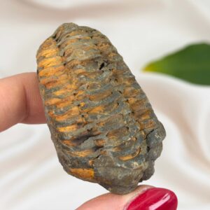 Trilobit Fossil med karakteristisk form og rå overflade