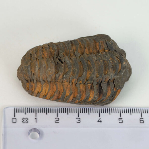 Trilobit Fossil med karakteristisk form og rå overflade