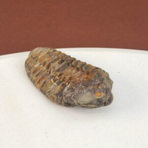 Trilobit Fossil i sten med tydelige segmenter og struktur