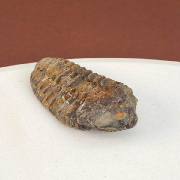 Trilobit Fossil i sten med tydelige segmenter og struktur