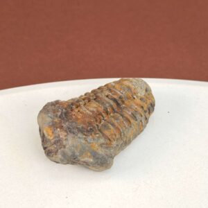 Trilobit Fossil i sten med tydelige segmenter og struktur