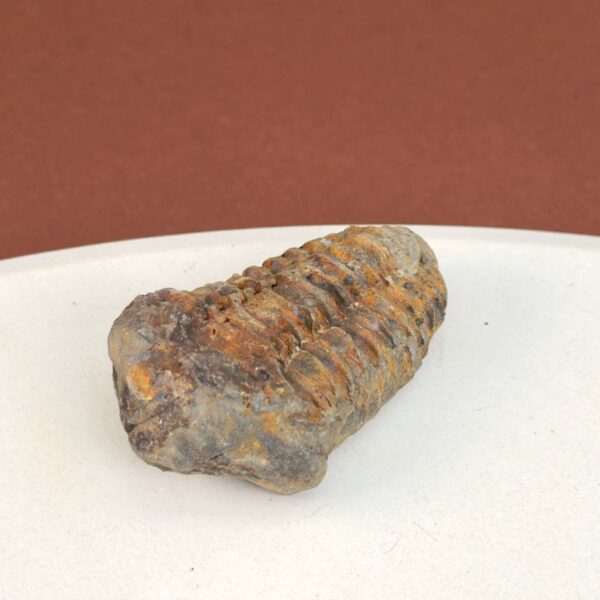 Trilobit Fossil i sten med tydelige segmenter og struktur