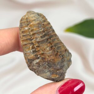 Trilobit Fossil i sten med tydelige segmenter og struktur